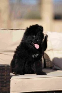 German Shepherd puppies