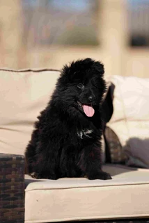 German Shepherd puppy guide Valley Village CA