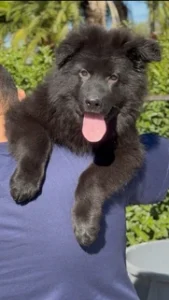 German Shepherd puppies
