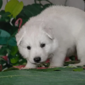 places to buy dogs
