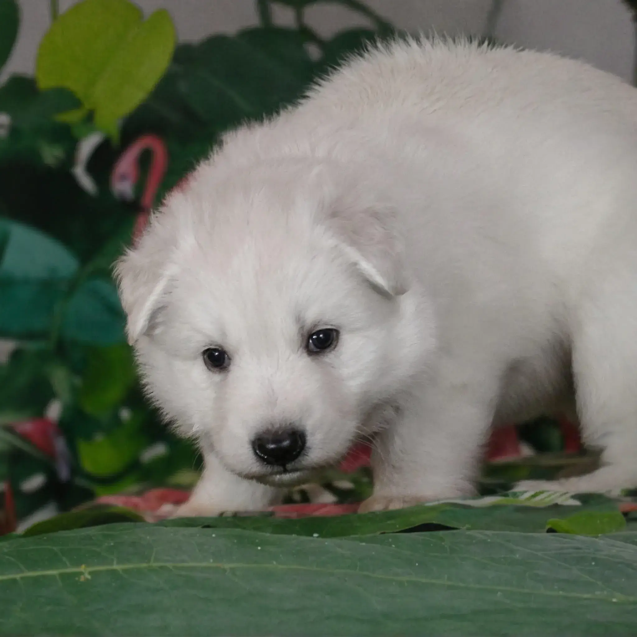 German Shepherd puppy care image for Royal Tribes K9 educational content 0287