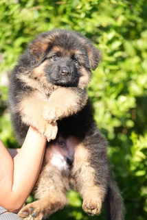 German Shepherd puppy care image for Royal Tribes K9 educational content 0172
