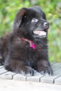 German Shepherd puppy care image for Royal Tribes K9 educational content 0120