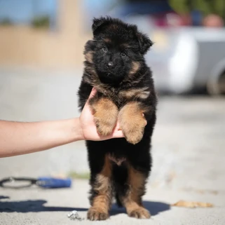 black German Shepherd puppies Temple City CA