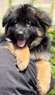 German Shepherd puppy care image for Royal Tribes K9 educational content 0145