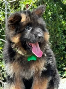 German Shepherd puppies