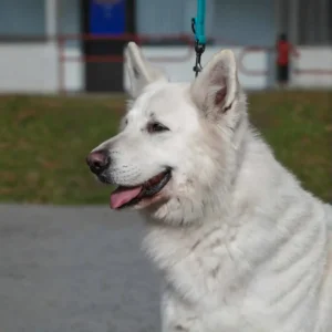 white german shepherd puppies for sale