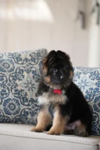 German Shepherd Puppies