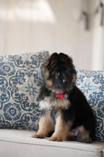 German Shepherd puppy care image for Royal Tribes K9 educational content 0061