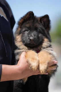 German Shepherd puppy guide Bethesda MD