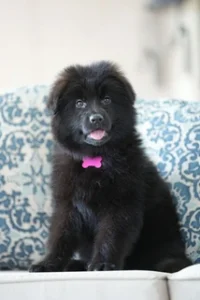 German Shepherd Puppies