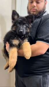 long coat german shepherd puppies