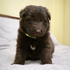 liver colored shepherd