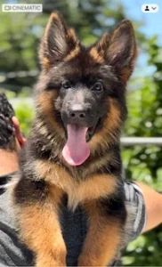 German Shepherd puppies
