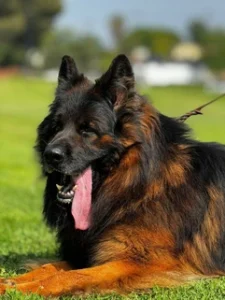 German Shepherd puppies