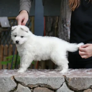 Swiss Shepherd