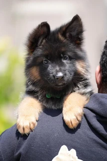 German Shepherd puppy guide Albany NY