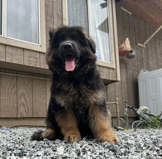 German Shepherd puppy guide Greenwich CT