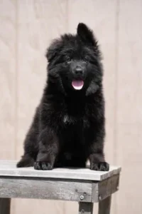 German Shepherd puppies