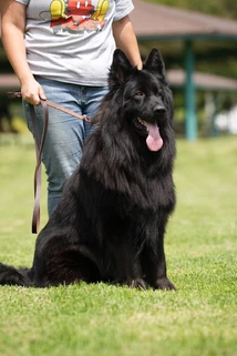 German Shepherd puppy care image for Royal Tribes K9 educational content 0056