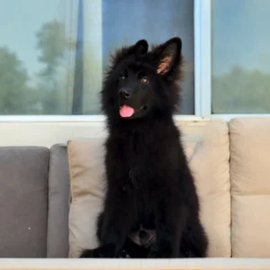 preparing for a german shepherd puppy