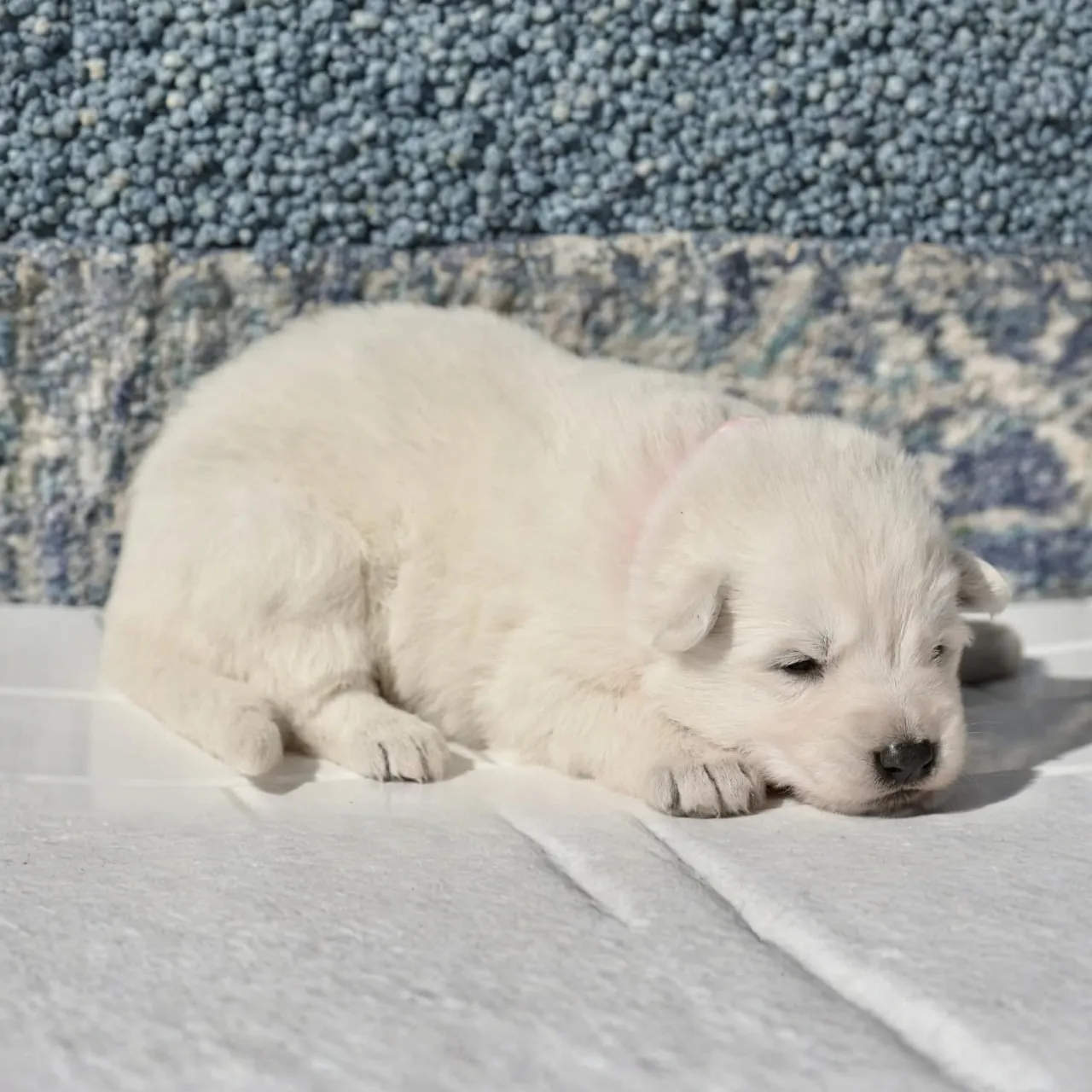 German Shepherd puppy guide Santa Monica CA
