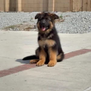 puppies to buy near me