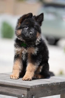 German Shepherd puppy guide Nashville TN