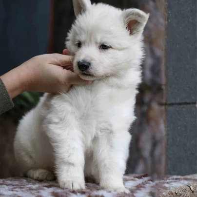 German Shepherd puppy care image for Royal Tribes K9 educational content 0240