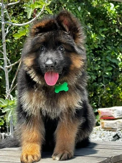 German Shepherd puppy care image for Royal Tribes K9 educational content 0054