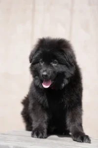 German Shepherd puppies