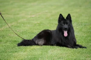 German Shepherd puppies