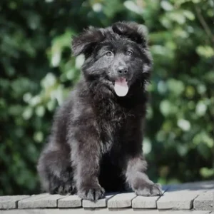 German Shepherd puppies