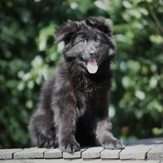 German Shepherd puppy care image for Royal Tribes K9 educational content 0223