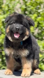 German Shepherd puppies