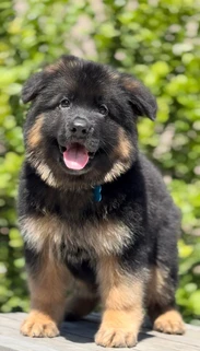 German Shepherd puppy guide Bountiful MI
