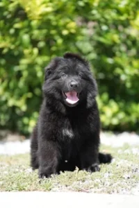 German Shepherd puppies