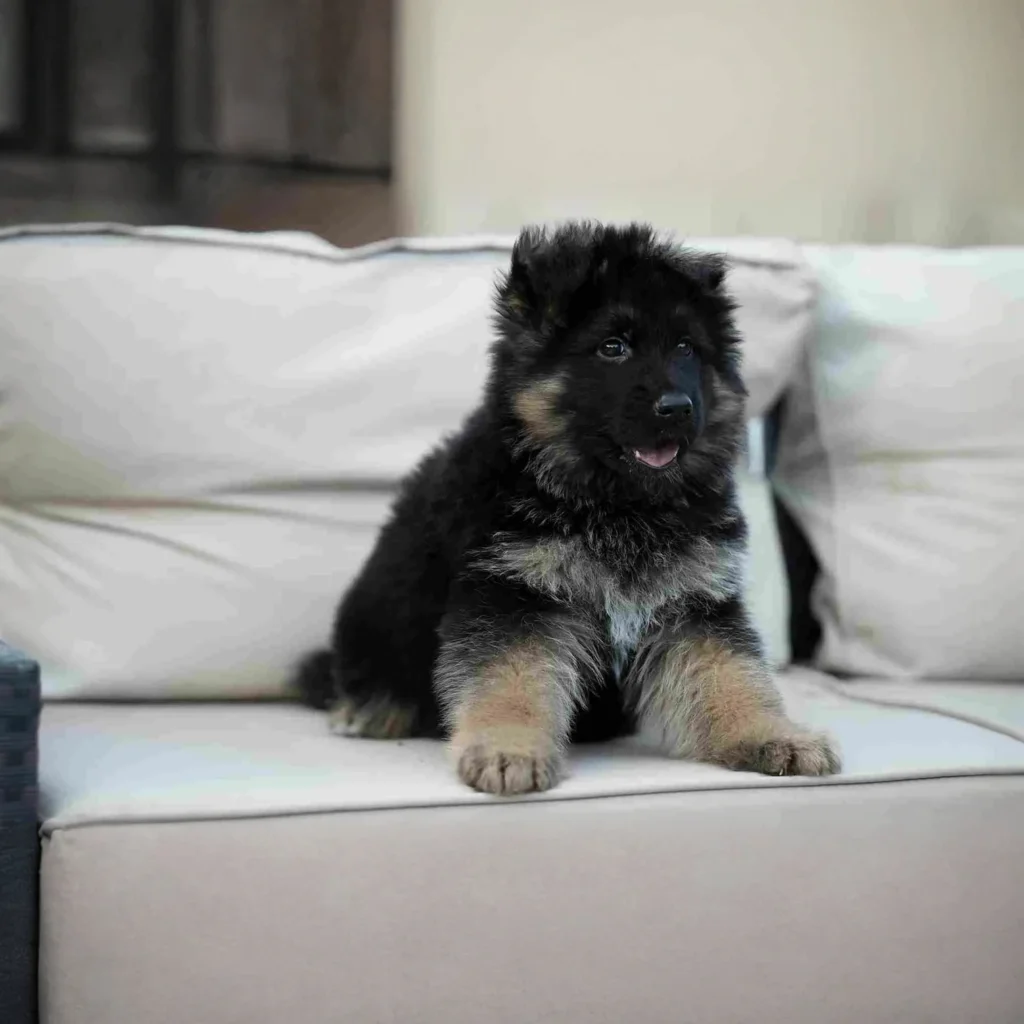 German Shepherd puppy care image for Royal Tribes K9 educational content 0283