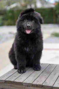 German Shepherd puppies