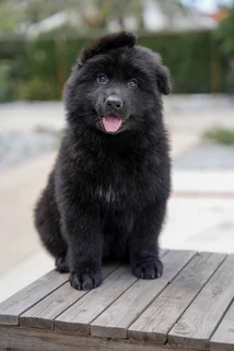 German Shepherd puppy care image for Royal Tribes K9 educational content 0142