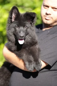 German Shepherd puppies