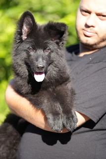 German Shepherd puppy guide Bel Air CA