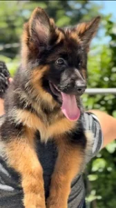 German Shepherd puppies