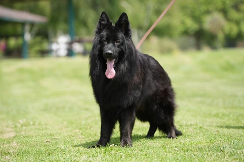 German Shepherd puppy care image for Royal Tribes K9 educational content 0136