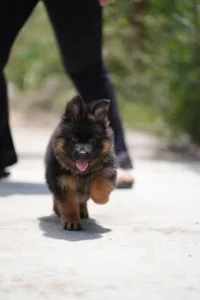German Shepherd puppies