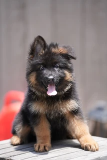 German Shepherd puppy care image for Royal Tribes K9 educational content 0175