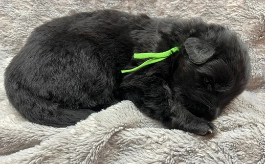 German Shepherd puppy guide Memphis TN