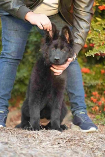 German Shepherd puppy care image for Royal Tribes K9 educational content 0202