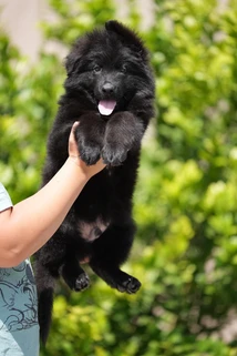 German Shepherd puppy care image for Royal Tribes K9 educational content 0129
