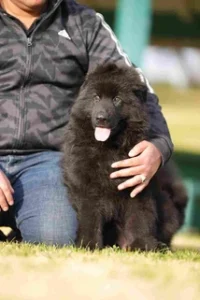 German Shepherd puppies